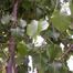 Bradford Pear (Pyrus calleryana)