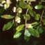 Chapman's Oak (Quercus chapmanii)