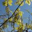 Northern Pin Oak (Quercus ellipsoidalis)