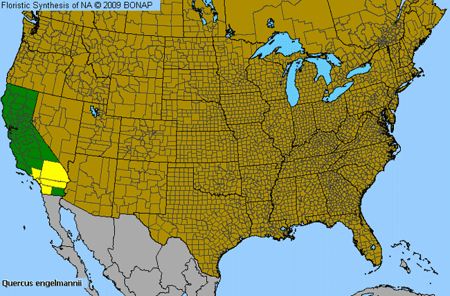 Allergies By County Map For Engelmann's Oak