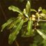 Shingle Oak (Quercus imbricaria)