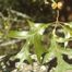 Turkey Oak (Quercus laevis)