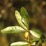 Laurel Oak (Quercus laurifolia)