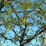 Burr Oak (Quercus macrocarpa)