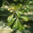 Water Oak (Quercus nigra)