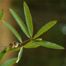 Willow Oak (Quercus phellos)