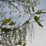 Chestnut Oak (Quercus prinus)