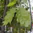 Northern Red Oak (Quercus rubra)