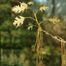 Black Oak (Quercus velutina)