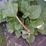 Garden Rhubarb (Rheum rhabarbarum)