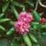 Catawba Rosebay (Rhododendron catawbiense)