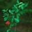 Fragrant Sumac (Rhus aromatica)