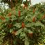 Smooth Sumac (Rhus glabra)