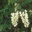 Black Locust (Robinia pseudoacacia)