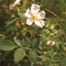 Dog Rose (Rosa canina)