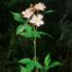 Climbing Rose (Rosa setigera)