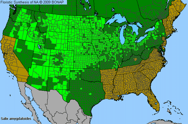 Allergies By County Map For Peach-Leaf Willow