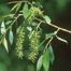 Peach-Leaf Willow (Salix amygdaloides)