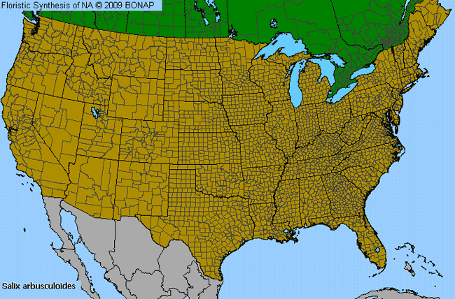 Allergies By County Map For Little-Tree Willow