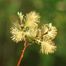 Gray Willow (Salix bebbiana)