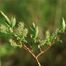 Gray Willow (Salix bebbiana)