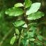 Goat Willow (Salix caprea)