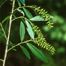 Carolina Willow (Salix caroliniana)