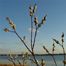 Pussy Willow (Salix discolor)