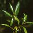 Crack Willow (Salix fragilis)