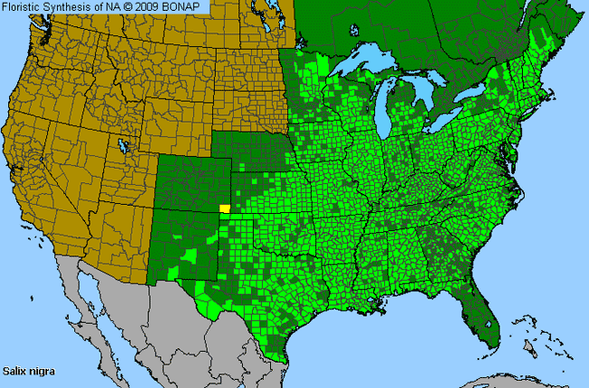 Allergies By County Map For Black Willow