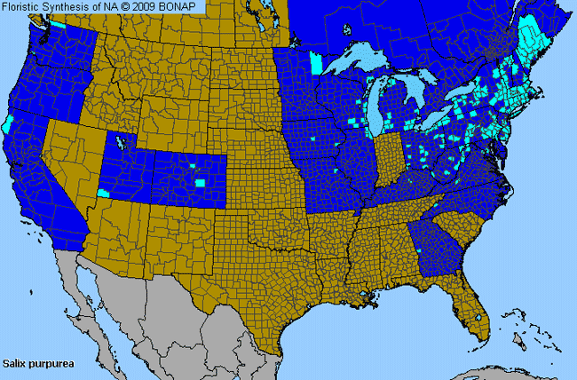 Allergies By County Map For Purple Willow