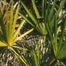 Saw-Palmetto (Serenoa repens)