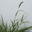 Japanese Bristle Grass (Setaria faberi)