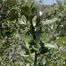 Silver Buffalo-Berry (Shepherdia argentea)