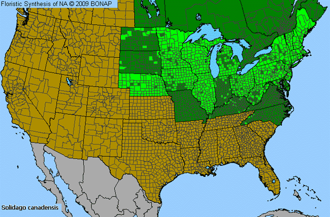 Allergies By County Map For Canadian Goldenrod