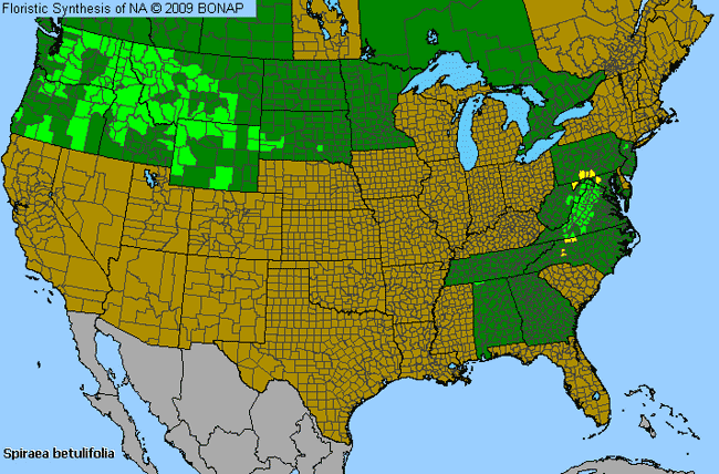 Allergies By County Map For Shiny-Leaf Meadowsweet