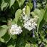 Common Lilac (Syringa vulgaris)