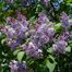 Common Lilac (Syringa vulgaris)