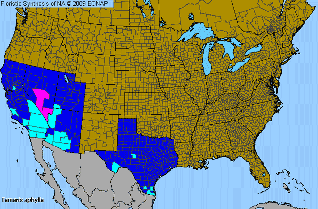 Allergies By County Map For Athel Tamarisk