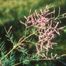 French Tamarisk (Tamarix gallica)