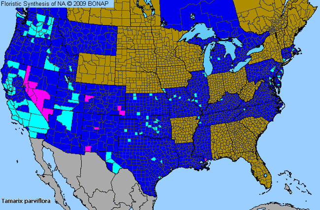 Allergies By County Map For Small-Flower Tamarisk