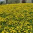 Common Dandelion (Taraxacum officinale)