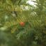 English Yew (Taxus baccata)