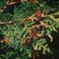 Eastern Arborvitae (Thuja occidentalis)