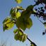 American Basswood (Tilia americana)