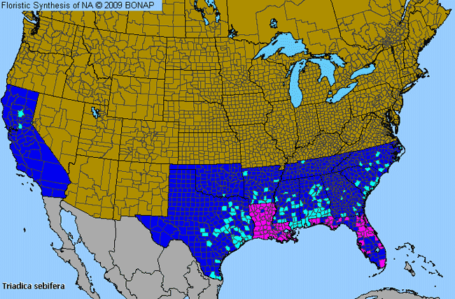 Allergies By County Map For Chinese Tallowtree