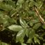 Winged Elm (Ulmus alata)