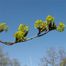 American Elm (Ulmus americana)