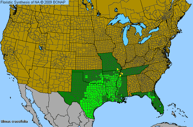 Allergies By County Map For Cedar Elm