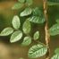 Cedar Elm (Ulmus crassifolia)